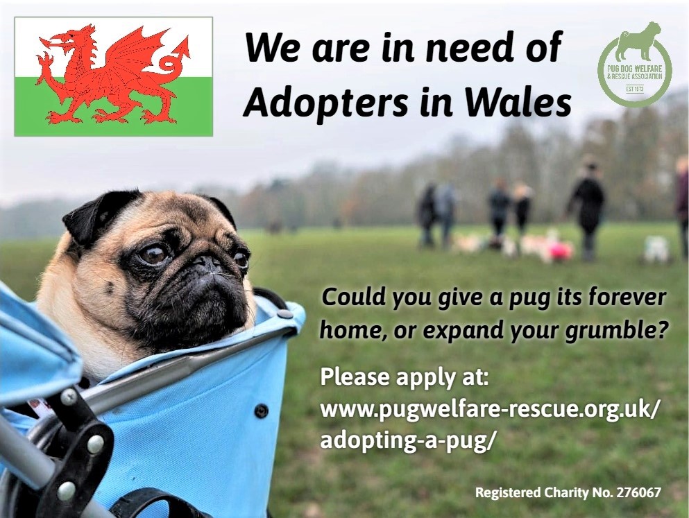 Pug needs 2024 new home