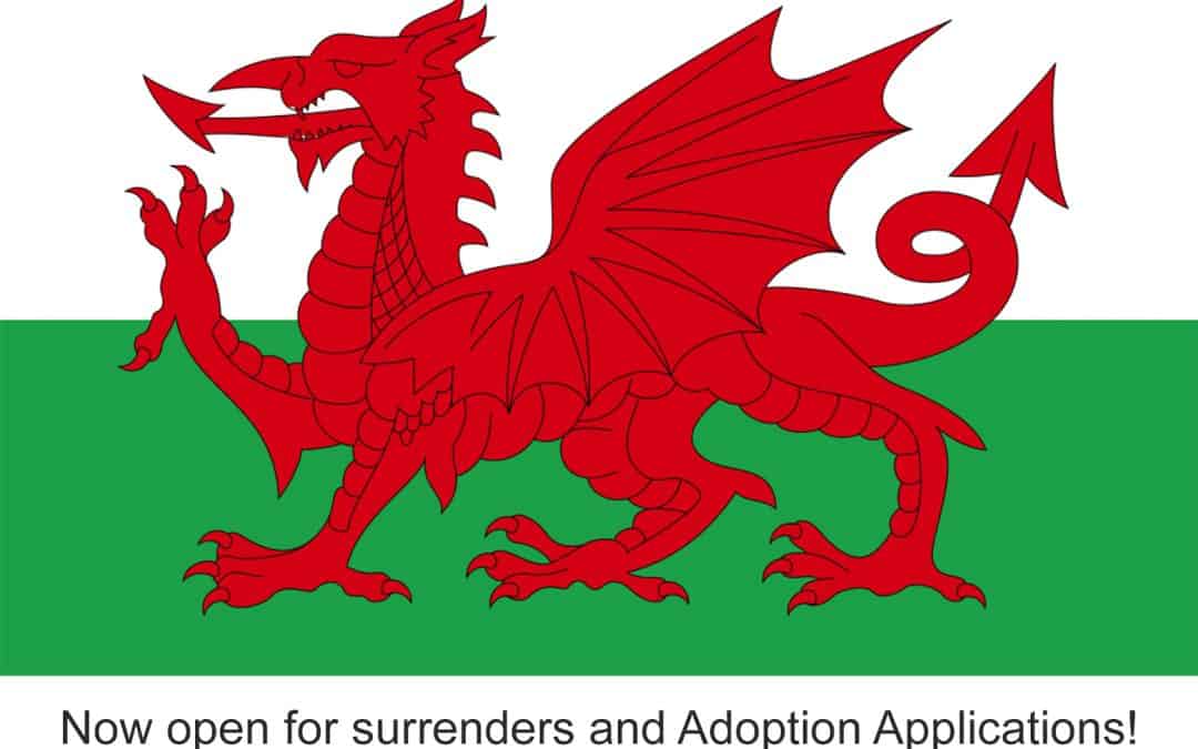 Welsh Flag to Commemorate the Reopening of the Wales area.