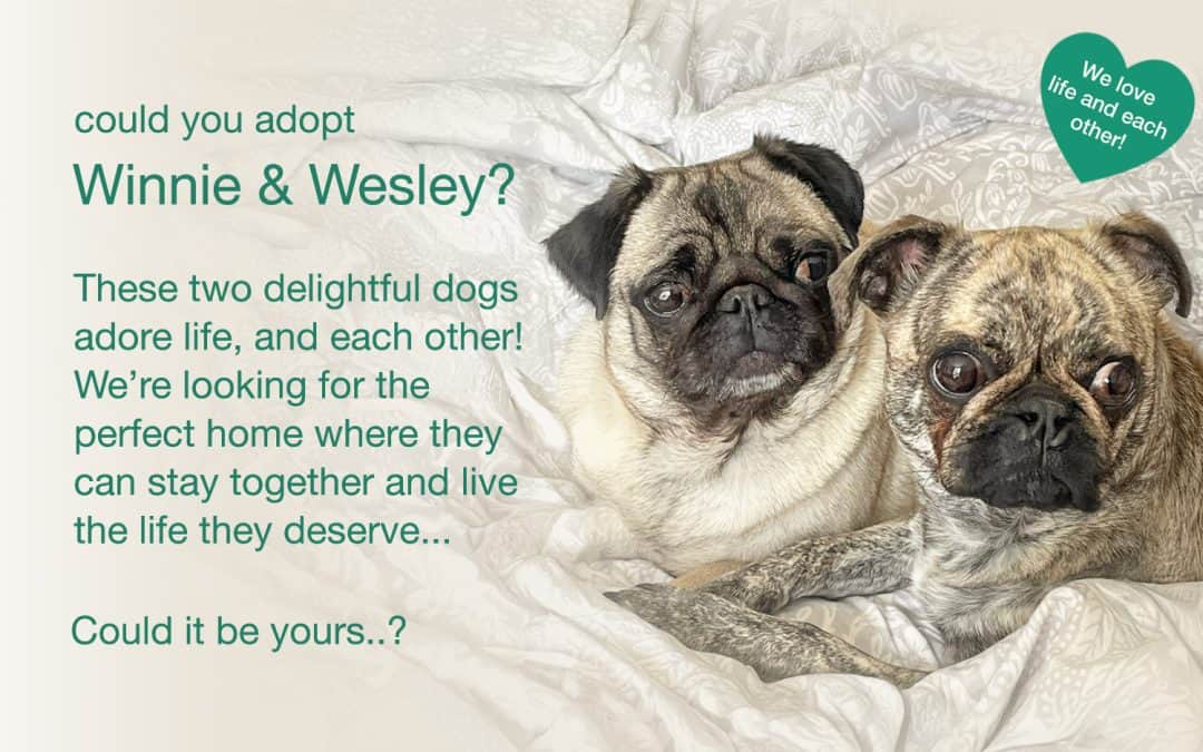 Winnie & Wesley Bonded Pair Pugs for Adoption