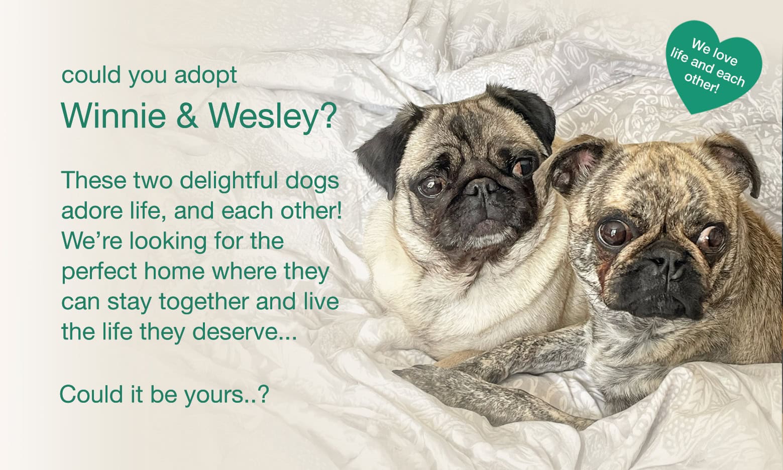 Meet Bonded Pair Winnie & Wesley!
