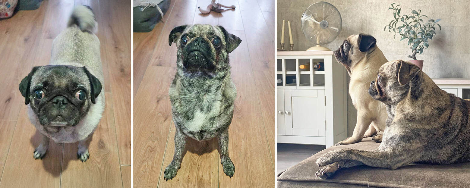 Winnie & Wesley Bonded Pair Pugs for Adoption