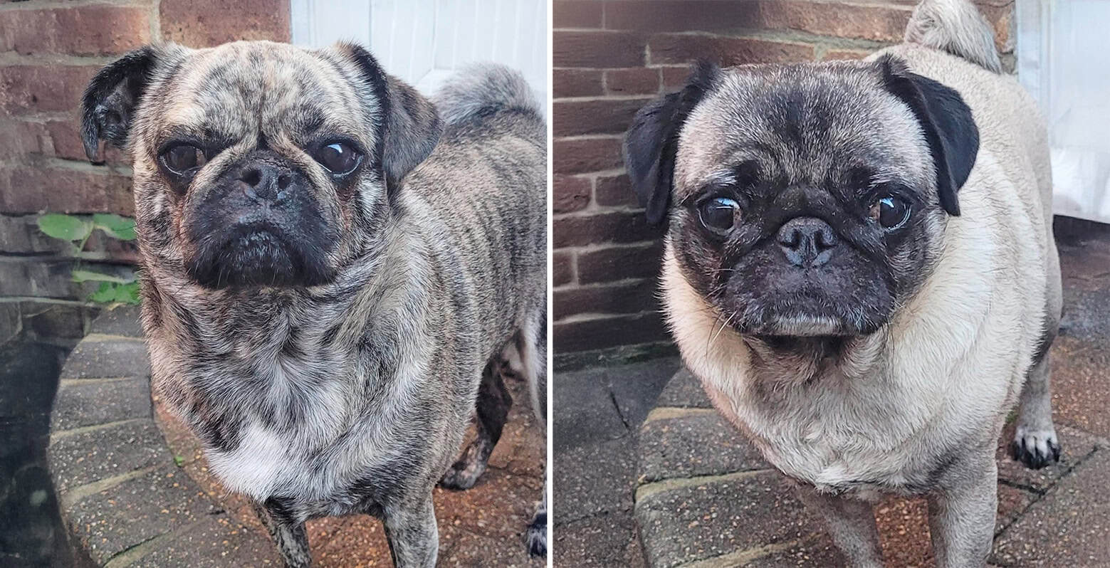 Winnie & Wesley Bonded Pair Pugs for Adoption