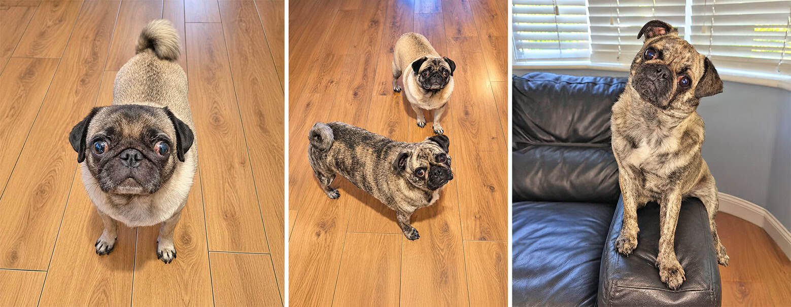 Winnie & Wesley Bonded Pair Pugs for Adoption