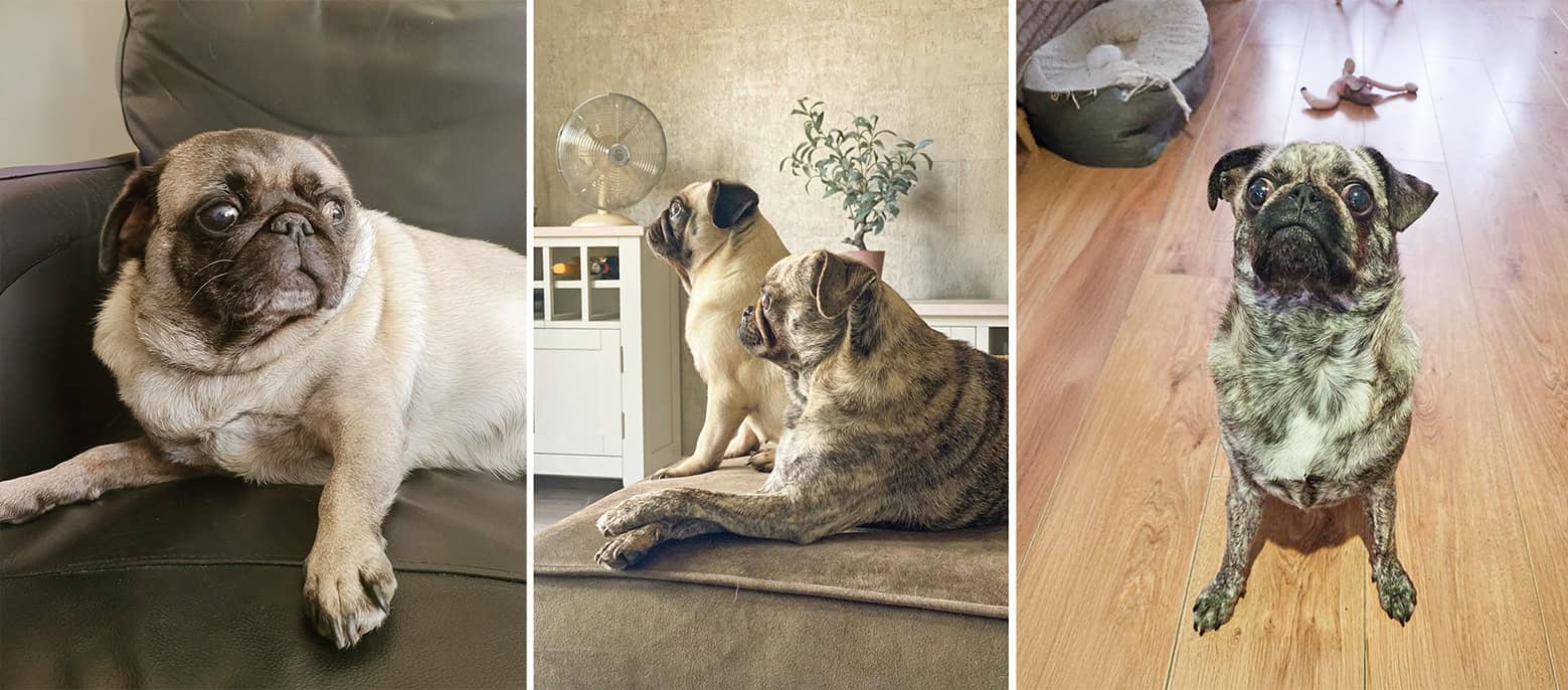 Winnie & Wesley Bonded Pair Pugs for Adoption