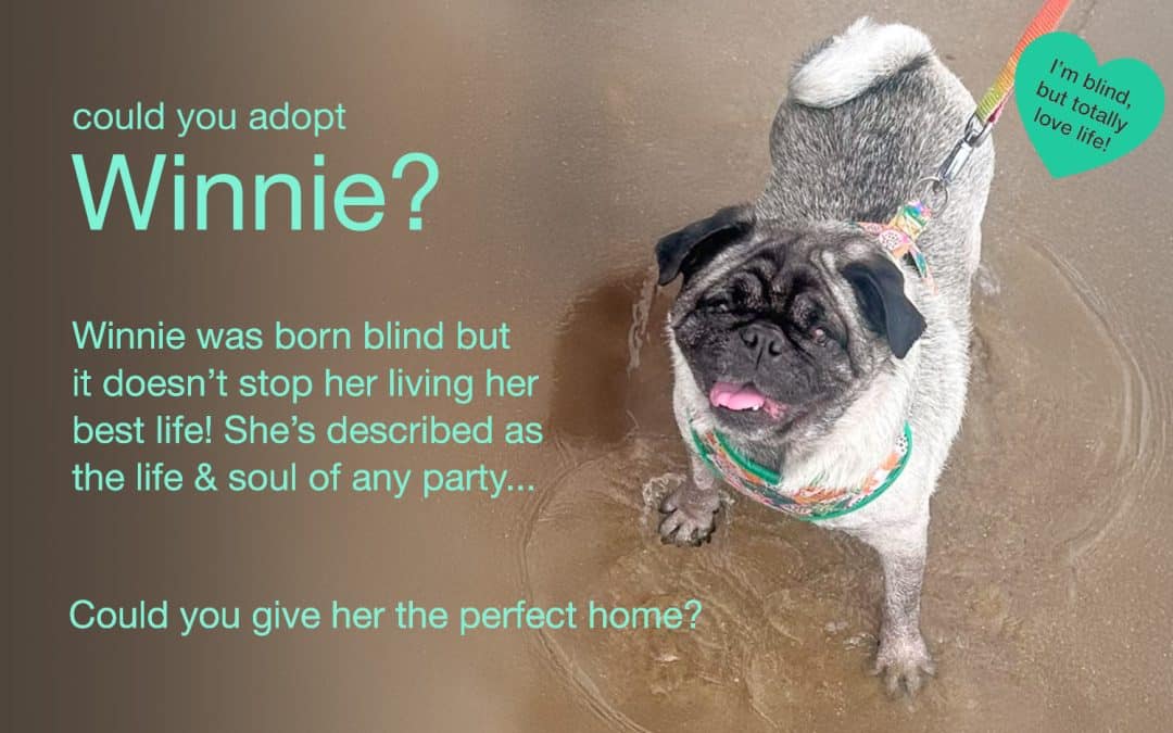 Winnie Fawn Pug for Adoption