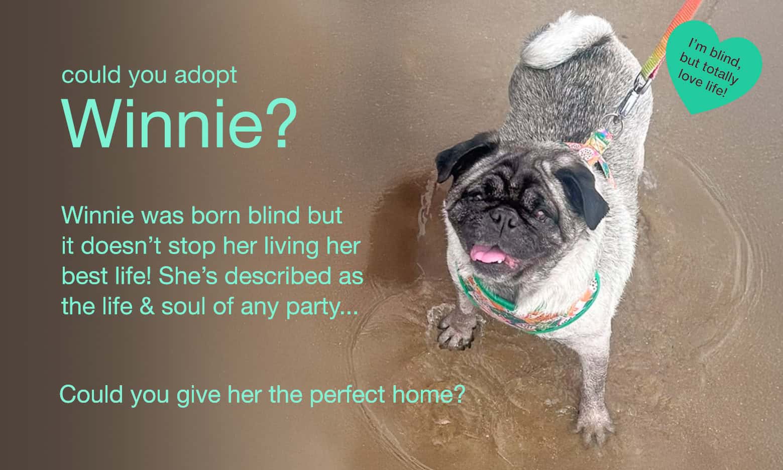 Could You Adopt Winnie?