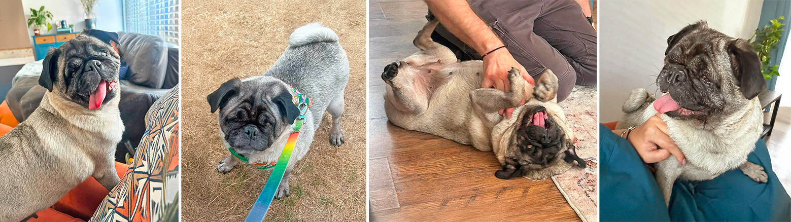 Winnie Fawn Pug for Adoption