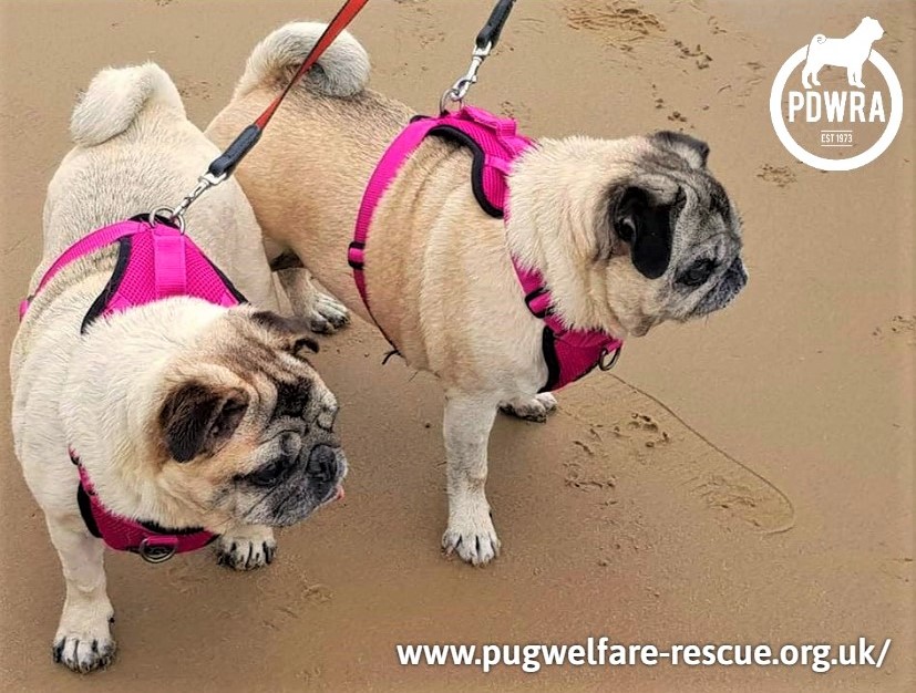 do you need to walk pugs