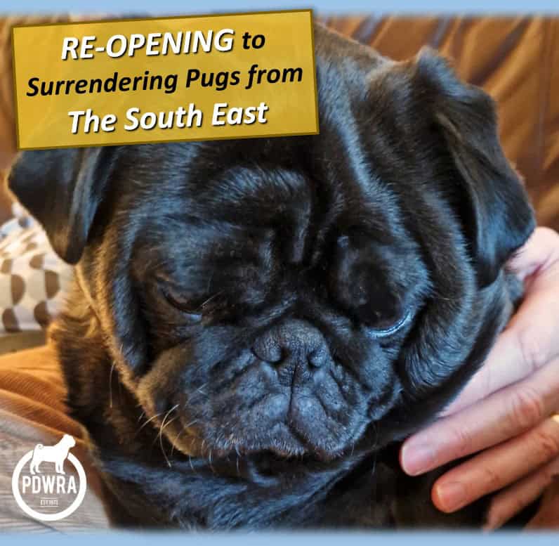 Surrendering PDWRA Pug Surrendering