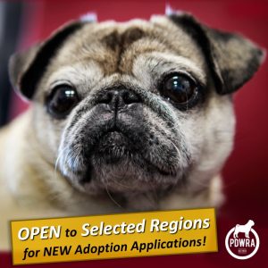 Adoption PDWRA Adoption Pug