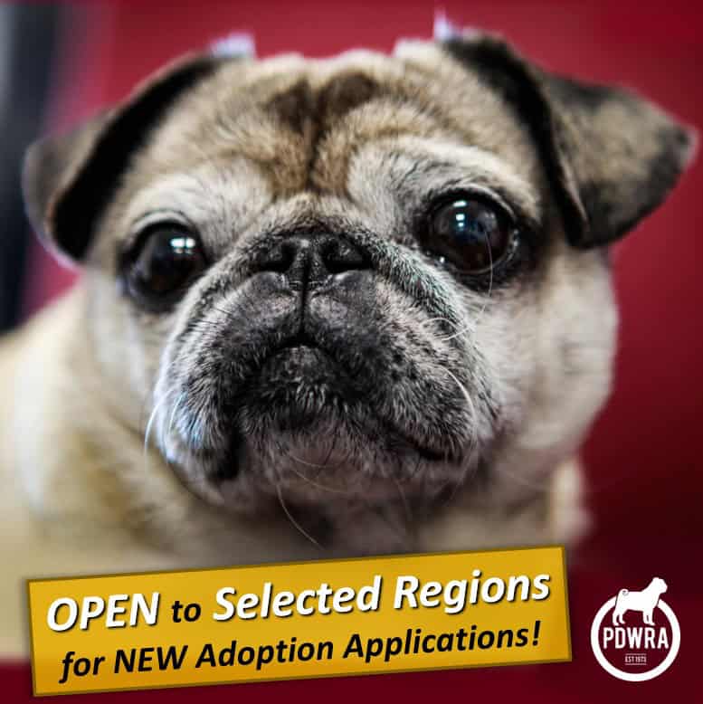 PDWRA Adoption Pug