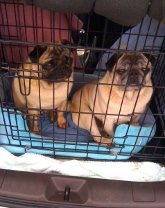 Pug Dogs Bert & Ernie