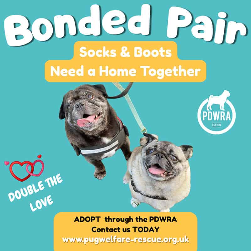 Boots & Socks Bonded Pair Pugs for Adoption
