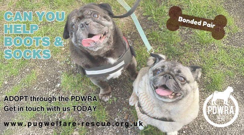 Boots & Socks Pugs