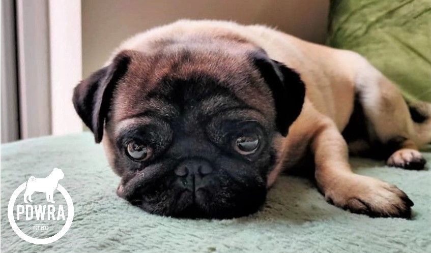 Adoption | The Pug Dog Welfare & Rescue Association