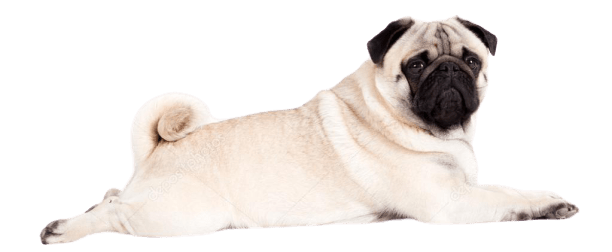 pug rehoming