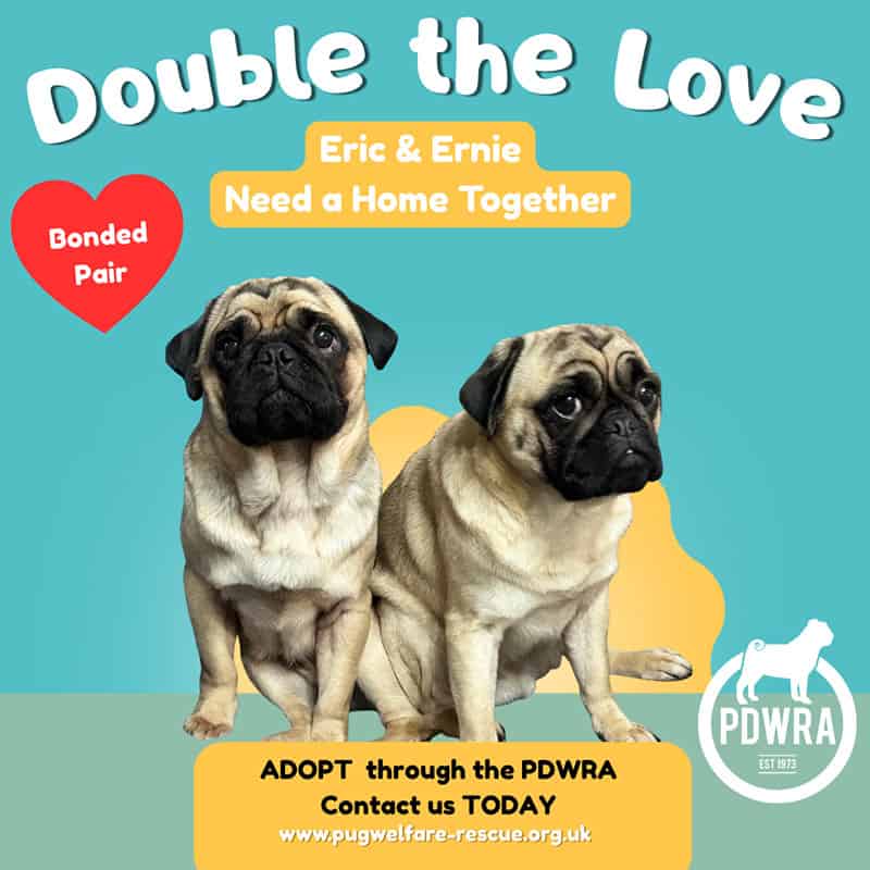 Eric & Ernie Pug Adoption Appeal