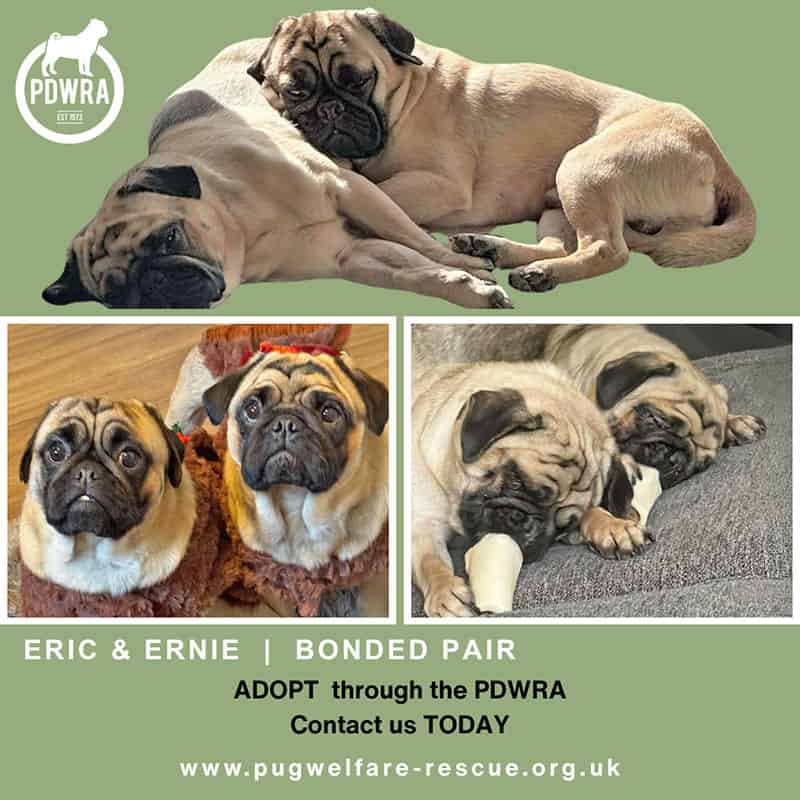 Eric & Ernie Pug Adoption Appeal