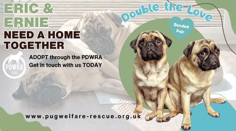 Eric & Ernie Pug Adoption Appeal