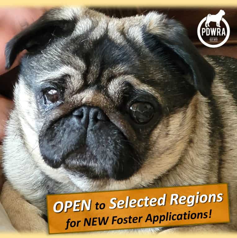 Fostering Pugs PDWRA Fostering Pugs PDWRA