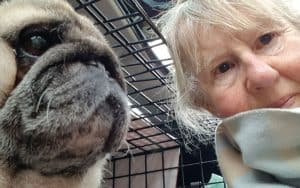 Foster carer Jackie and pug