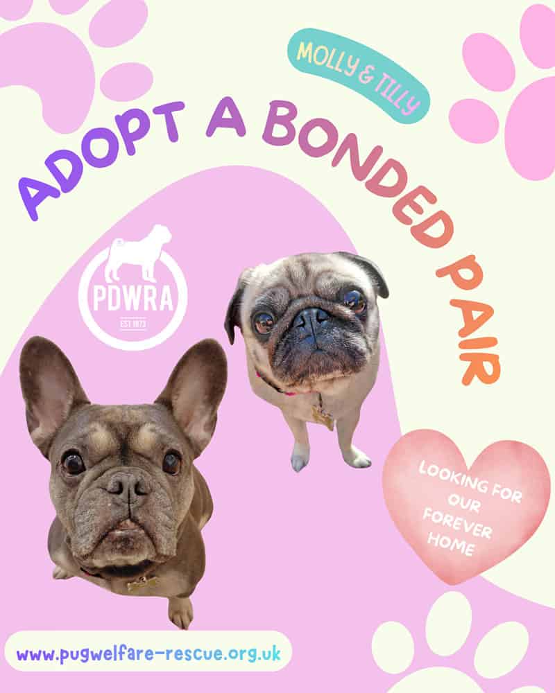 Molly & Tilly Pugs for Adoption