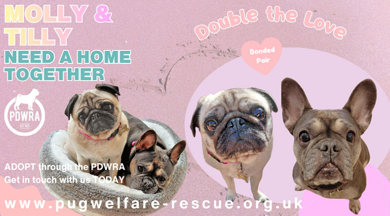 APPEAL for Molly & Tilly Who Need a Forever Home Together