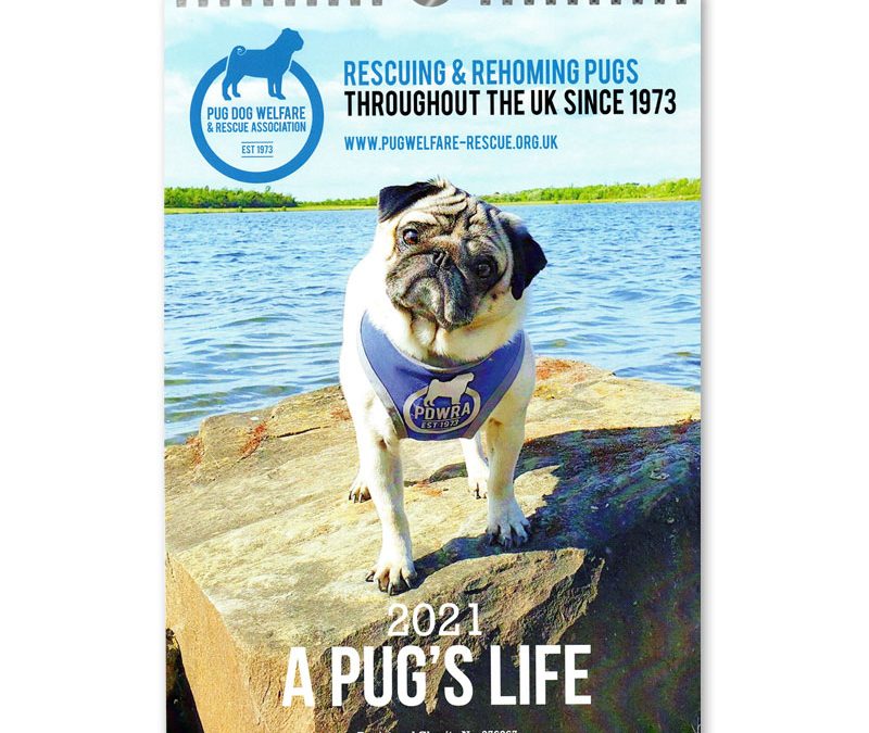 Pug’s Life Calendar 2021