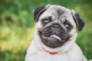 Pug for Brachycephalic Obstructive Airway Syndrome Post
