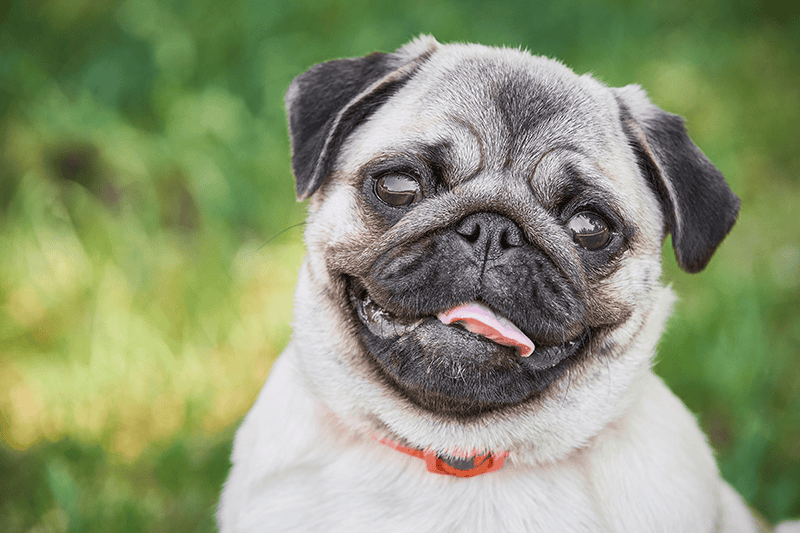Pug for Brachycephalic Obstructive Airway Syndrome Post