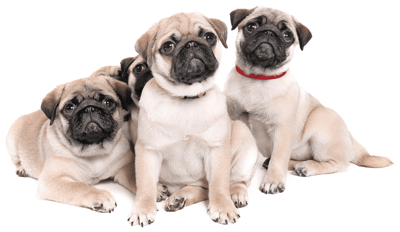Row of Fawn Pugs