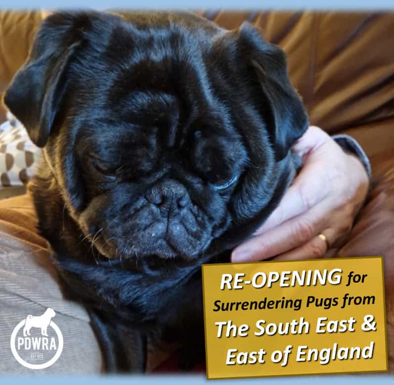 PDWRA Pug Surrendering