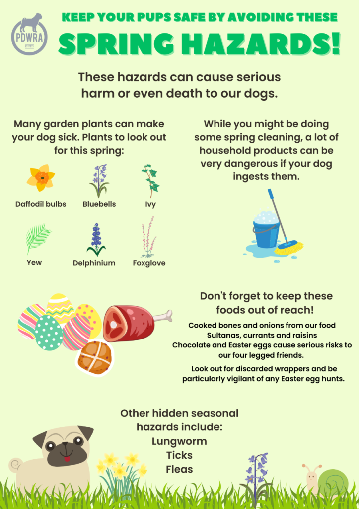 How to Keep Spring Cleaning Safe for Pets